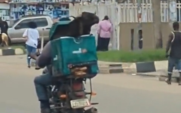 Today's Photo : Ram Crammed Into A Box Been Delivered By Dispatch Rider Ahead of Sallah Festival - autojosh