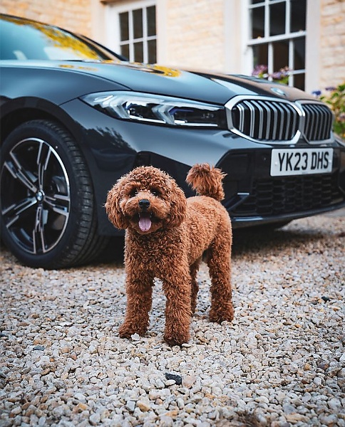 Photos : Here Is How Some Automakers Celebrated “International Dog Day” On August 26 - autojosh 