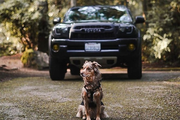 Photos : Here Is How Some Automakers Celebrated “International Dog Day” On August 26 - autojosh 