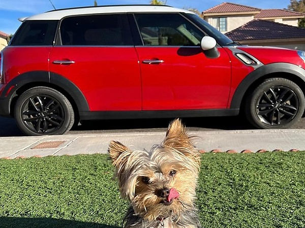 Photos : Here Is How Some Automakers Celebrated “International Dog Day” On August 26 - autojosh 