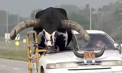 Video : Police Pull Over A Car With Huge Cow Crammed Into Passenger Seat - autojosh