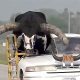 Video : Police Pull Over A Car With Huge Cow Crammed Into Passenger Seat - autojosh