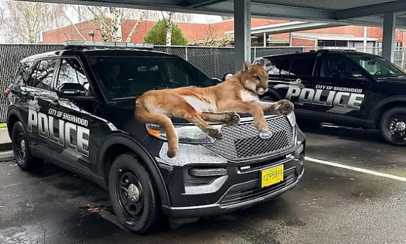 Today's Photo : Police Couldn't Respond To 911 Calls As Mountain Lion Sits Atop Bonnet Of Police Car - autojosh