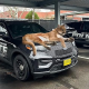 Today's Photo : Police Couldn't Respond To 911 Calls As Mountain Lion Sits Atop Bonnet Of Police Car - autojosh