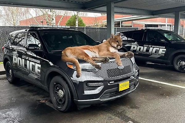 Today's Photo : Police Couldn't Respond To 911 Calls As Mountain Lion Sits Atop Bonnet Of Police Car - autojosh