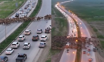 Today's Photos : Herd Of Camels Crossing The Highway Causes Massive Traffic In Oil-rich Oman - autojosh