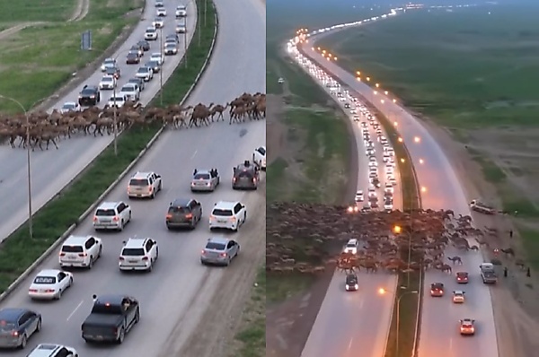 Today's Photos : Herd Of Camels Crossing The Highway Causes Massive Traffic In Oil-rich Oman - autojosh