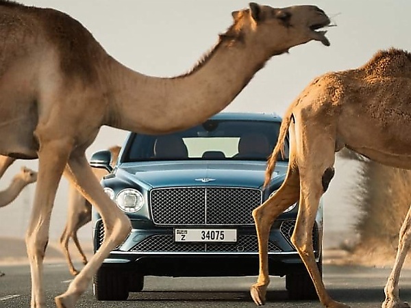 Today's Photos : Herd Of Camels Crossing The Highway Causes Massive Traffic In Oil-rich Oman - autojosh 