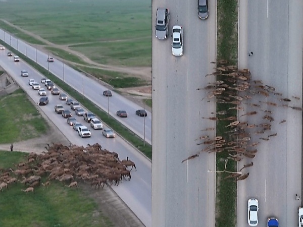 Today's Photos : Herd Of Camels Crossing The Highway Causes Massive Traffic In Oil-rich Oman - autojosh 