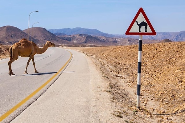 Today's Photos : Herd Of Camels Crossing The Highway Causes Massive Traffic In Oil-rich Oman - autojosh 