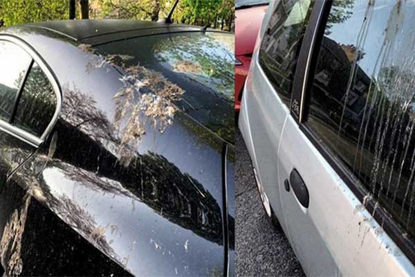 Experts Gives Solutions On How To Clean Bird Droppings In Cars Without Ruining The Paint