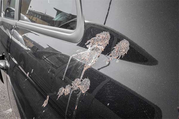 Experts Gives Solutions On How To Clean Bird Droppings In Cars Without Ruining The Paint