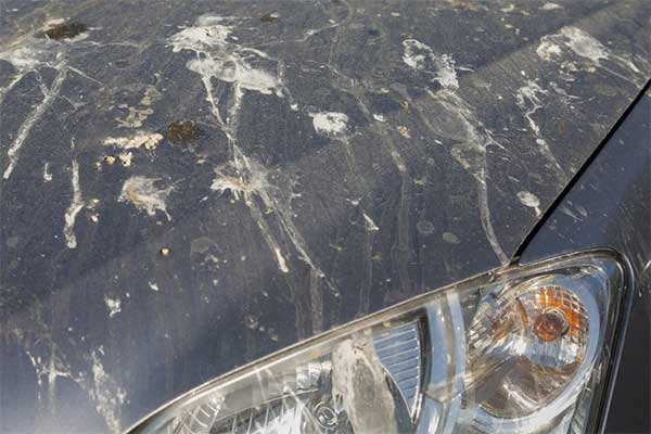 Experts Gives Solutions On How To Clean Bird Droppings In Cars Without Ruining The Paint