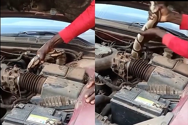 Drivers Beware: Panic In Anambra As Huge Snake Is Pulled From Car Engine - autojosh 
