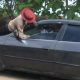 Driver Drives Away With Arresting FRSC Marshal Inside Truck, Gets Remanded By Mobile Court - autojosh