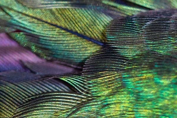 Rolls-Royce Phantom Hummingbird Unveiled With Abalone Shell Marquetry That Changes With Light